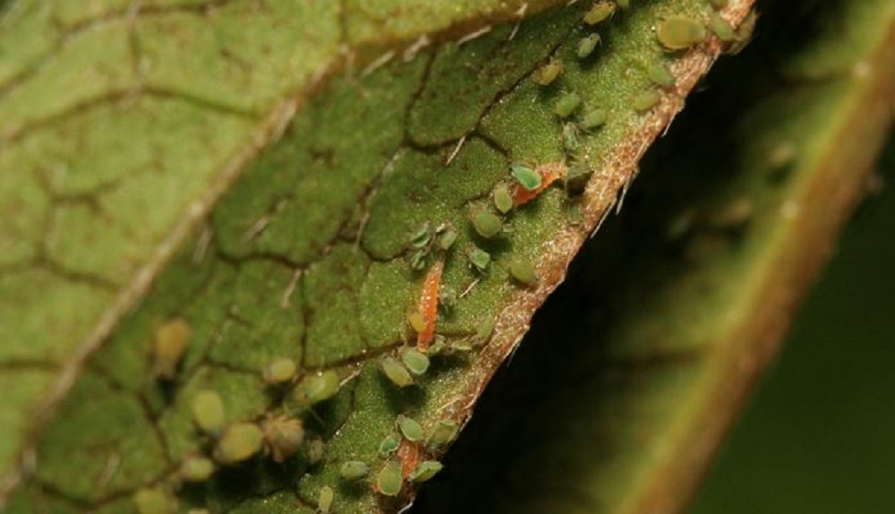 Gall midge larvae feeding on aphids
